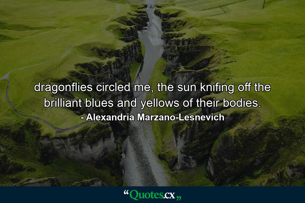 dragonflies circled me, the sun knifing off the brilliant blues and yellows of their bodies. - Quote by Alexandria Marzano-Lesnevich