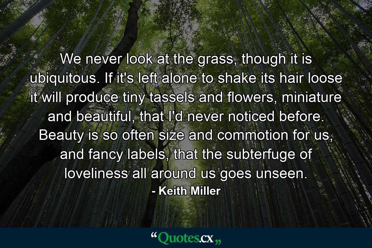 We never look at the grass, though it is ubiquitous. If it's left alone to shake its hair loose it will produce tiny tassels and flowers, miniature and beautiful, that I'd never noticed before. Beauty is so often size and commotion for us, and fancy labels, that the subterfuge of loveliness all around us goes unseen. - Quote by Keith Miller