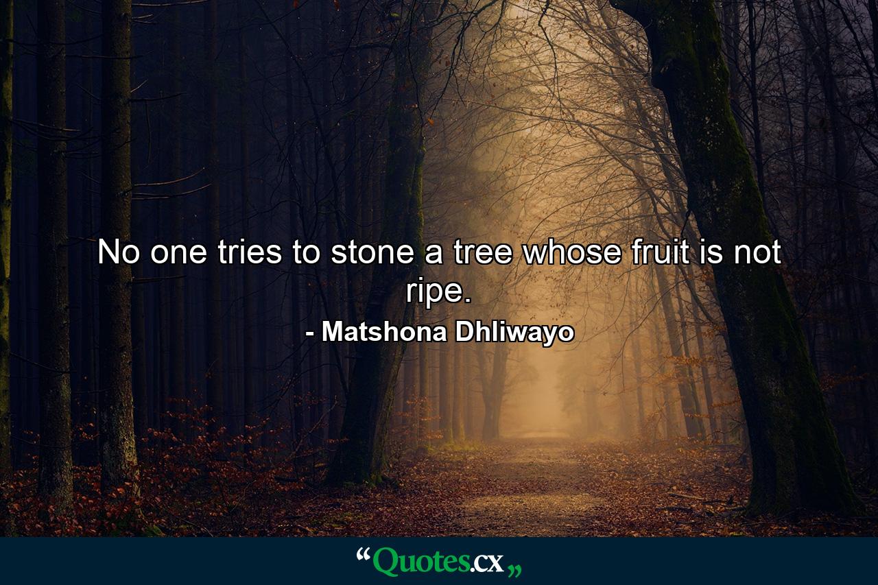 No one tries to stone a tree whose fruit is not ripe. - Quote by Matshona Dhliwayo