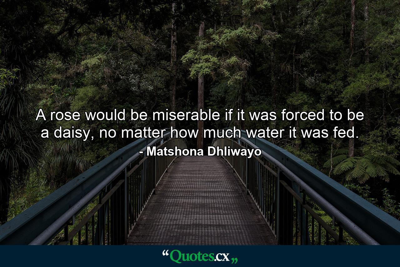 A rose would be miserable if it was forced to be a daisy, no matter how much water it was fed. - Quote by Matshona Dhliwayo