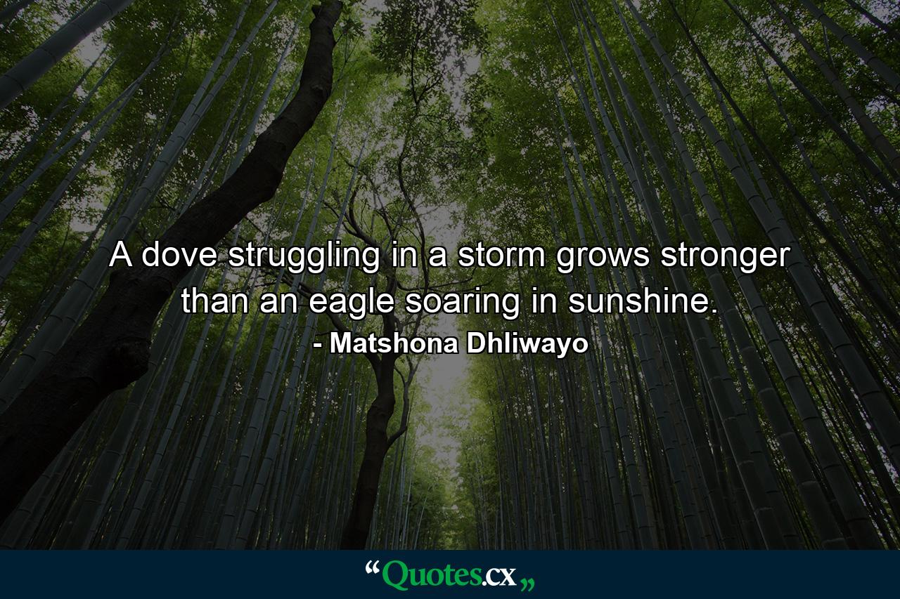 A dove struggling in a storm grows stronger than an eagle soaring in sunshine. - Quote by Matshona Dhliwayo