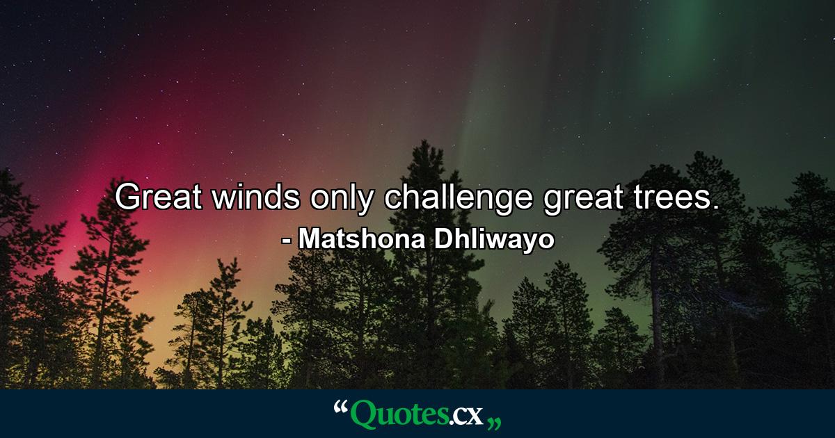 Great winds only challenge great trees. - Quote by Matshona Dhliwayo