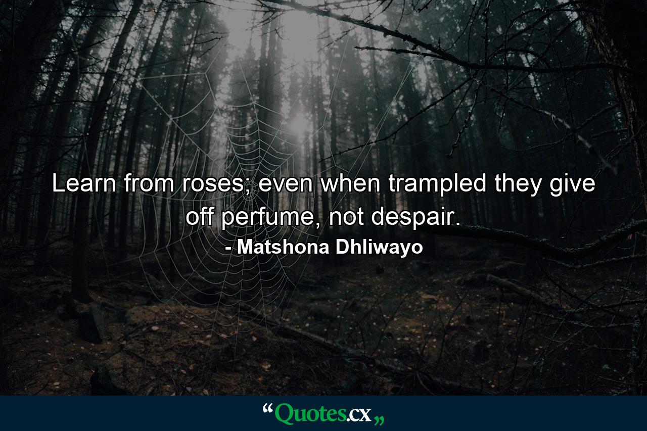 Learn from roses; even when trampled they give off perfume, not despair. - Quote by Matshona Dhliwayo