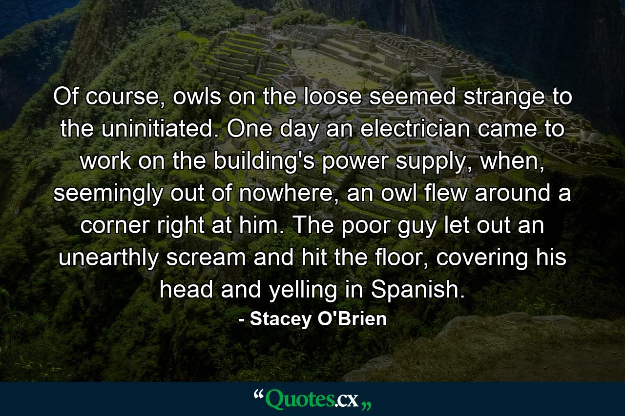 Of course, owls on the loose seemed strange to the uninitiated. One day an electrician came to work on the building's power supply, when, seemingly out of nowhere, an owl flew around a corner right at him. The poor guy let out an unearthly scream and hit the floor, covering his head and yelling in Spanish. - Quote by Stacey O'Brien