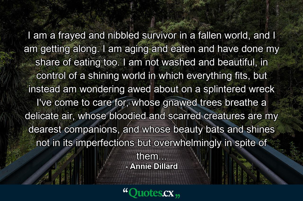 I am a frayed and nibbled survivor in a fallen world, and I am getting along. I am aging and eaten and have done my share of eating too. I am not washed and beautiful, in control of a shining world in which everything fits, but instead am wondering awed about on a splintered wreck I've come to care for, whose gnawed trees breathe a delicate air, whose bloodied and scarred creatures are my dearest companions, and whose beauty bats and shines not in its imperfections but overwhelmingly in spite of them... - Quote by Annie Dillard