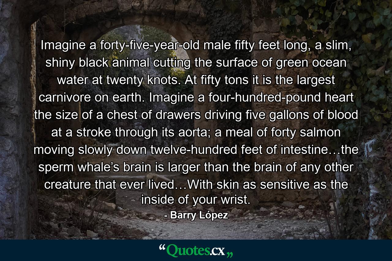 Imagine a forty-five-year-old male fifty feet long, a slim, shiny black animal cutting the surface of green ocean water at twenty knots. At fifty tons it is the largest carnivore on earth. Imagine a four-hundred-pound heart the size of a chest of drawers driving five gallons of blood at a stroke through its aorta; a meal of forty salmon moving slowly down twelve-hundred feet of intestine…the sperm whale’s brain is larger than the brain of any other creature that ever lived…With skin as sensitive as the inside of your wrist. - Quote by Barry López