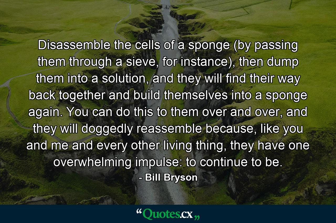 Disassemble the cells of a sponge (by passing them through a sieve, for instance), then dump them into a solution, and they will find their way back together and build themselves into a sponge again. You can do this to them over and over, and they will doggedly reassemble because, like you and me and every other living thing, they have one overwhelming impulse: to continue to be. - Quote by Bill Bryson