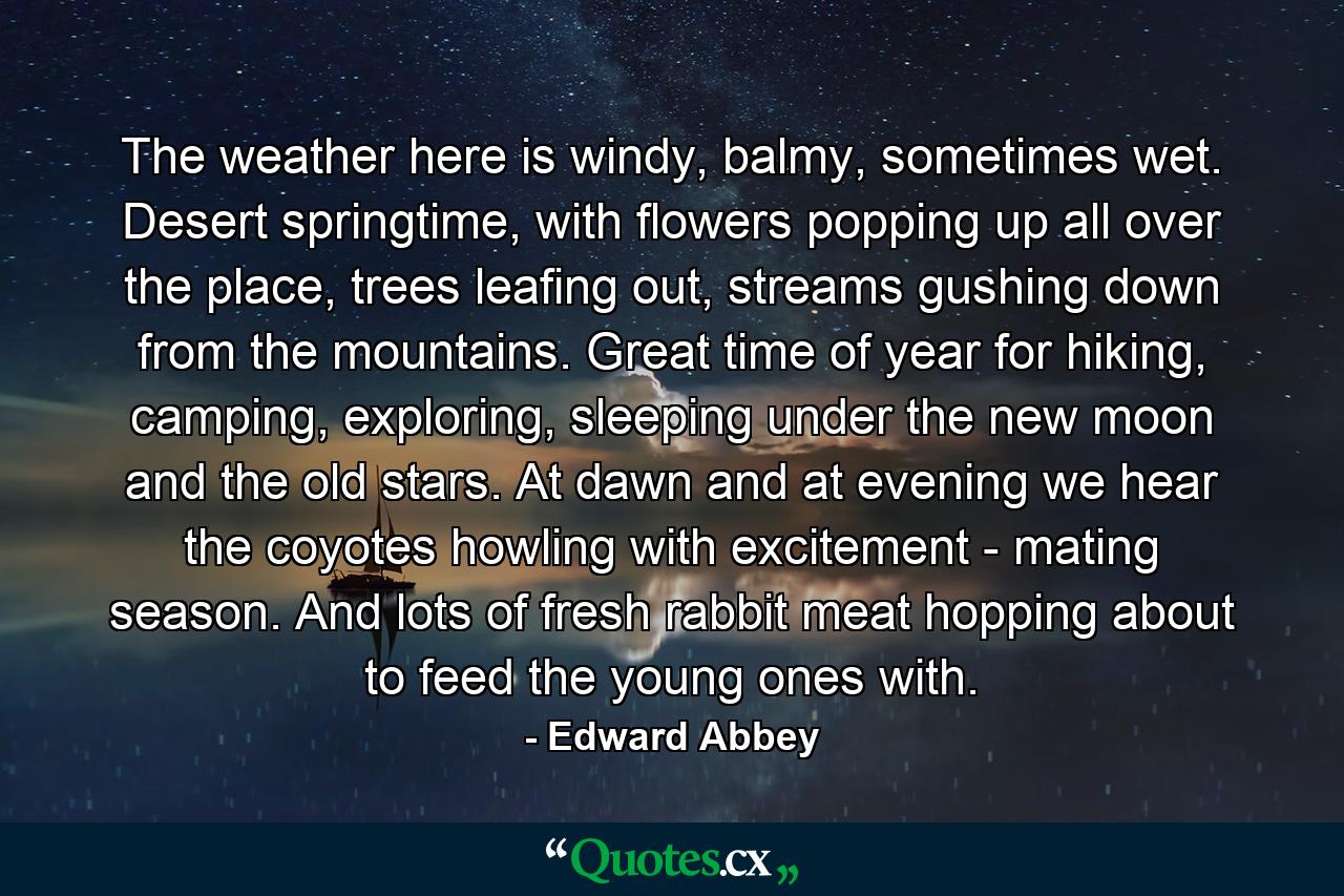 The weather here is windy, balmy, sometimes wet. Desert springtime, with flowers popping up all over the place, trees leafing out, streams gushing down from the mountains. Great time of year for hiking, camping, exploring, sleeping under the new moon and the old stars. At dawn and at evening we hear the coyotes howling with excitement - mating season. And lots of fresh rabbit meat hopping about to feed the young ones with. - Quote by Edward Abbey