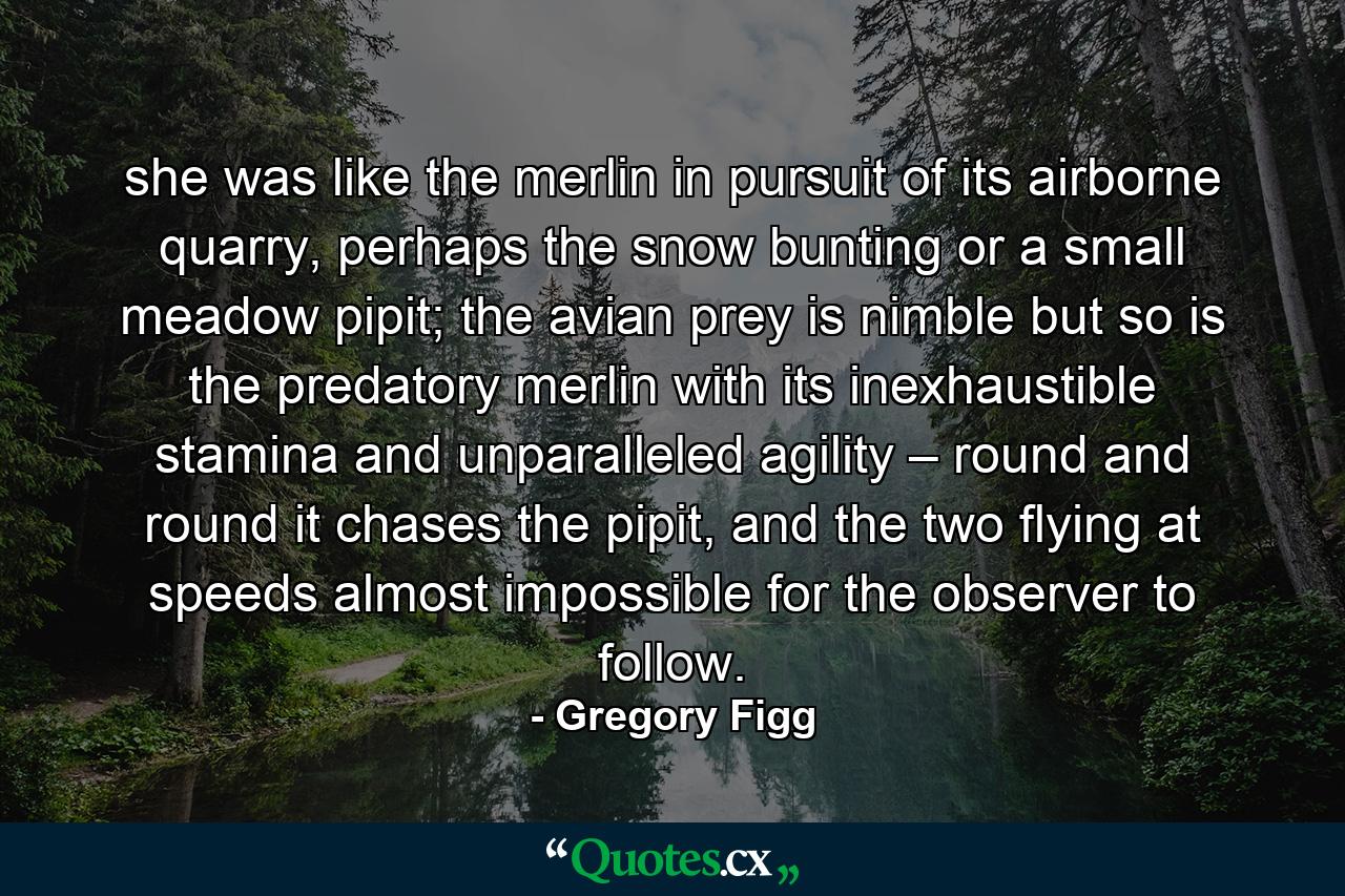 she was like the merlin in pursuit of its airborne quarry, perhaps the snow bunting or a small meadow pipit; the avian prey is nimble but so is the predatory merlin with its inexhaustible stamina and unparalleled agility – round and round it chases the pipit, and the two flying at speeds almost impossible for the observer to follow. - Quote by Gregory Figg