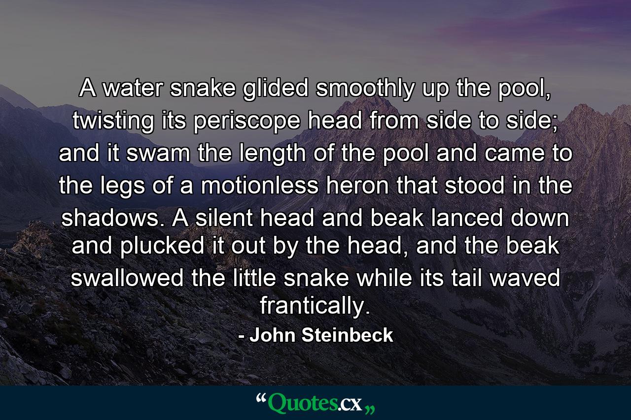 A water snake glided smoothly up the pool, twisting its periscope head from side to side; and it swam the length of the pool and came to the legs of a motionless heron that stood in the shadows. A silent head and beak lanced down and plucked it out by the head, and the beak swallowed the little snake while its tail waved frantically. - Quote by John Steinbeck