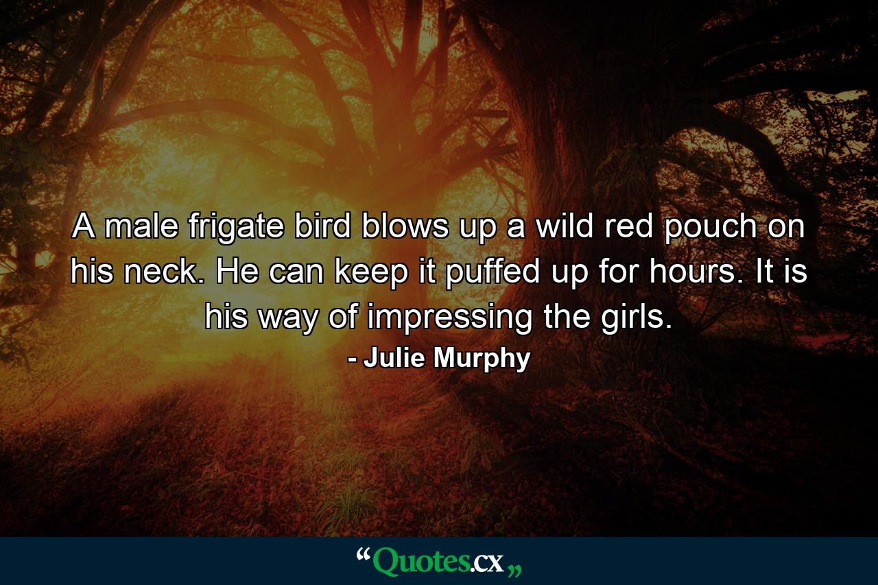 A male frigate bird blows up a wild red pouch on his neck. He can keep it puffed up for hours. It is his way of impressing the girls. - Quote by Julie Murphy