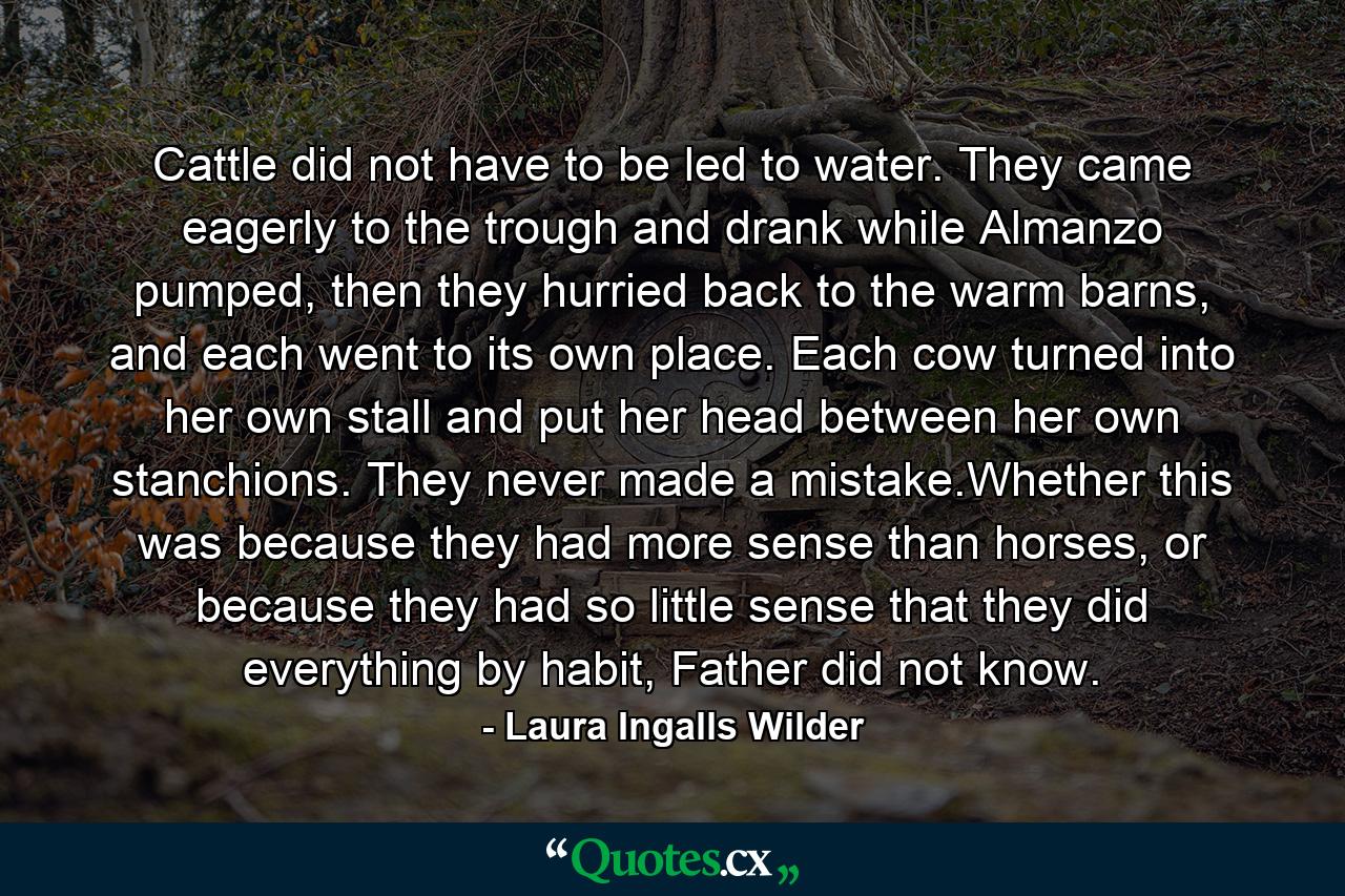 Cattle did not have to be led to water. They came eagerly to the trough and drank while Almanzo pumped, then they hurried back to the warm barns, and each went to its own place. Each cow turned into her own stall and put her head between her own stanchions. They never made a mistake.Whether this was because they had more sense than horses, or because they had so little sense that they did everything by habit, Father did not know. - Quote by Laura Ingalls Wilder