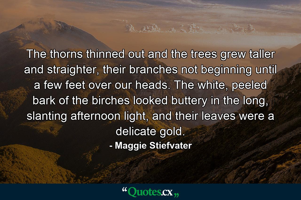 The thorns thinned out and the trees grew taller and straighter, their branches not beginning until a few feet over our heads. The white, peeled bark of the birches looked buttery in the long, slanting afternoon light, and their leaves were a delicate gold. - Quote by Maggie Stiefvater