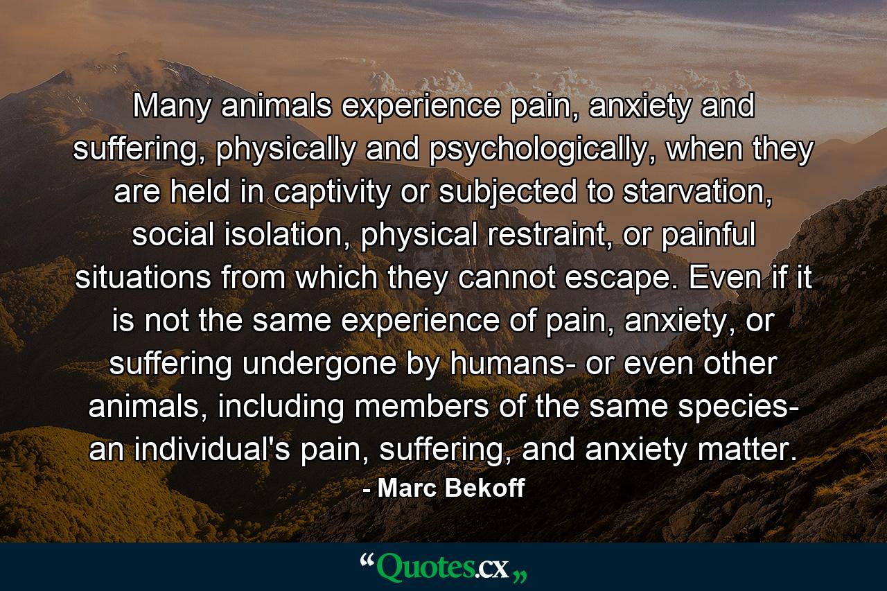 Many animals experience pain, anxiety and suffering, physically and psychologically, when they are held in captivity or subjected to starvation, social isolation, physical restraint, or painful situations from which they cannot escape. Even if it is not the same experience of pain, anxiety, or suffering undergone by humans- or even other animals, including members of the same species- an individual's pain, suffering, and anxiety matter. - Quote by Marc Bekoff