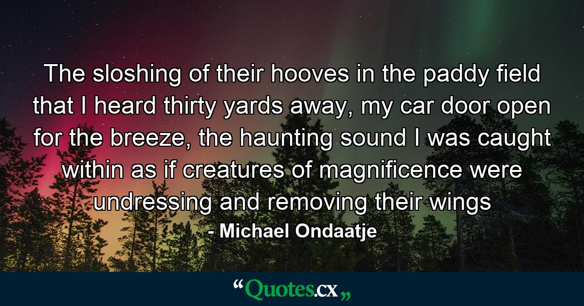 The sloshing of their hooves in the paddy field that I heard thirty yards away, my car door open for the breeze, the haunting sound I was caught within as if creatures of magnificence were undressing and removing their wings - Quote by Michael Ondaatje