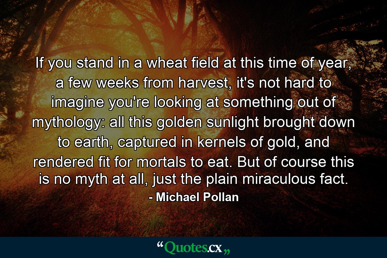 If you stand in a wheat field at this time of year, a few weeks from harvest, it's not hard to imagine you're looking at something out of mythology: all this golden sunlight brought down to earth, captured in kernels of gold, and rendered fit for mortals to eat. But of course this is no myth at all, just the plain miraculous fact. - Quote by Michael Pollan