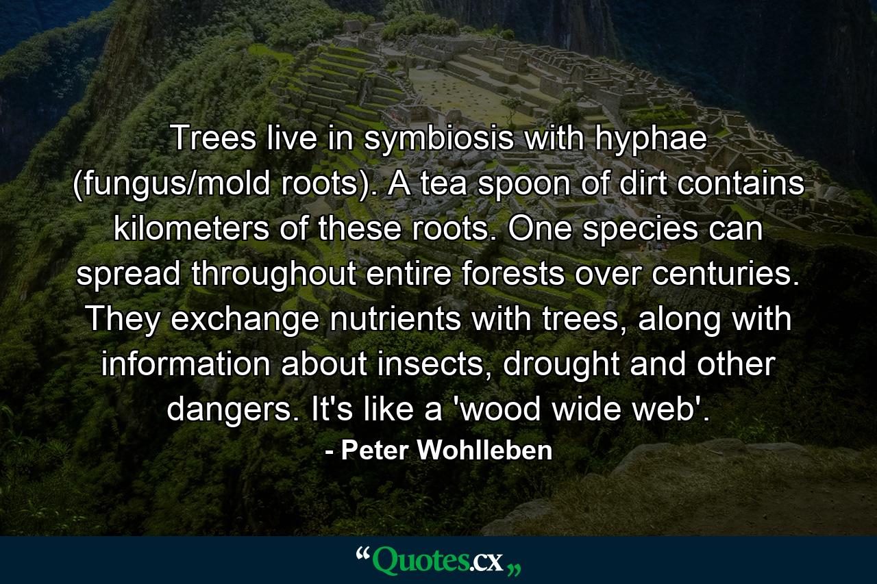 Trees live in symbiosis with hyphae (fungus/mold roots). A tea spoon of dirt contains kilometers of these roots. One species can spread throughout entire forests over centuries. They exchange nutrients with trees, along with information about insects, drought and other dangers. It's like a 'wood wide web'. - Quote by Peter Wohlleben