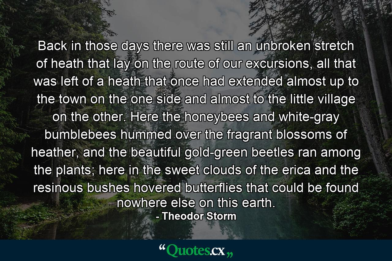 Back in those days there was still an unbroken stretch of heath that lay on the route of our excursions, all that was left of a heath that once had extended almost up to the town on the one side and almost to the little village on the other. Here the honeybees and white-gray bumblebees hummed over the fragrant blossoms of heather, and the beautiful gold-green beetles ran among the plants; here in the sweet clouds of the erica and the resinous bushes hovered butterflies that could be found nowhere else on this earth. - Quote by Theodor Storm