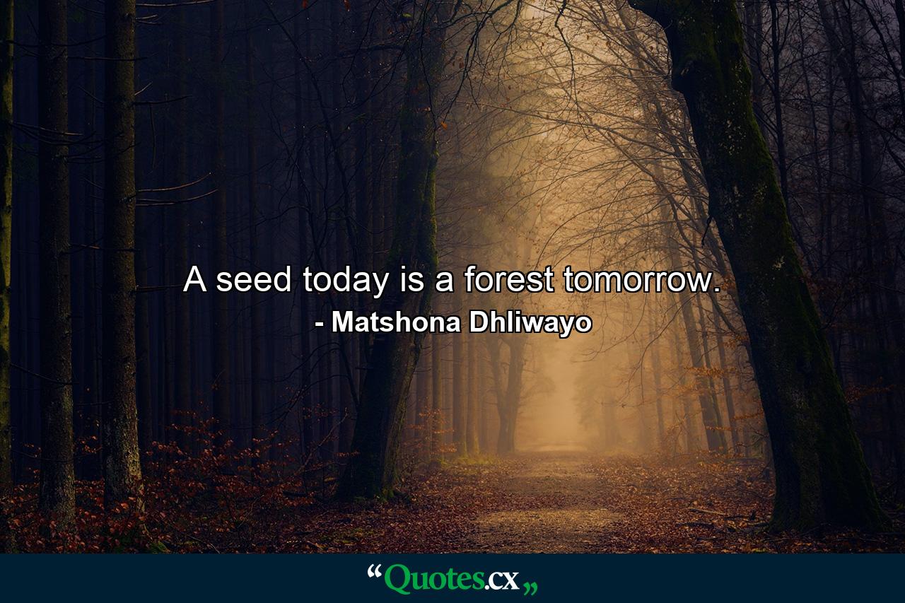 A seed today is a forest tomorrow. - Quote by Matshona Dhliwayo