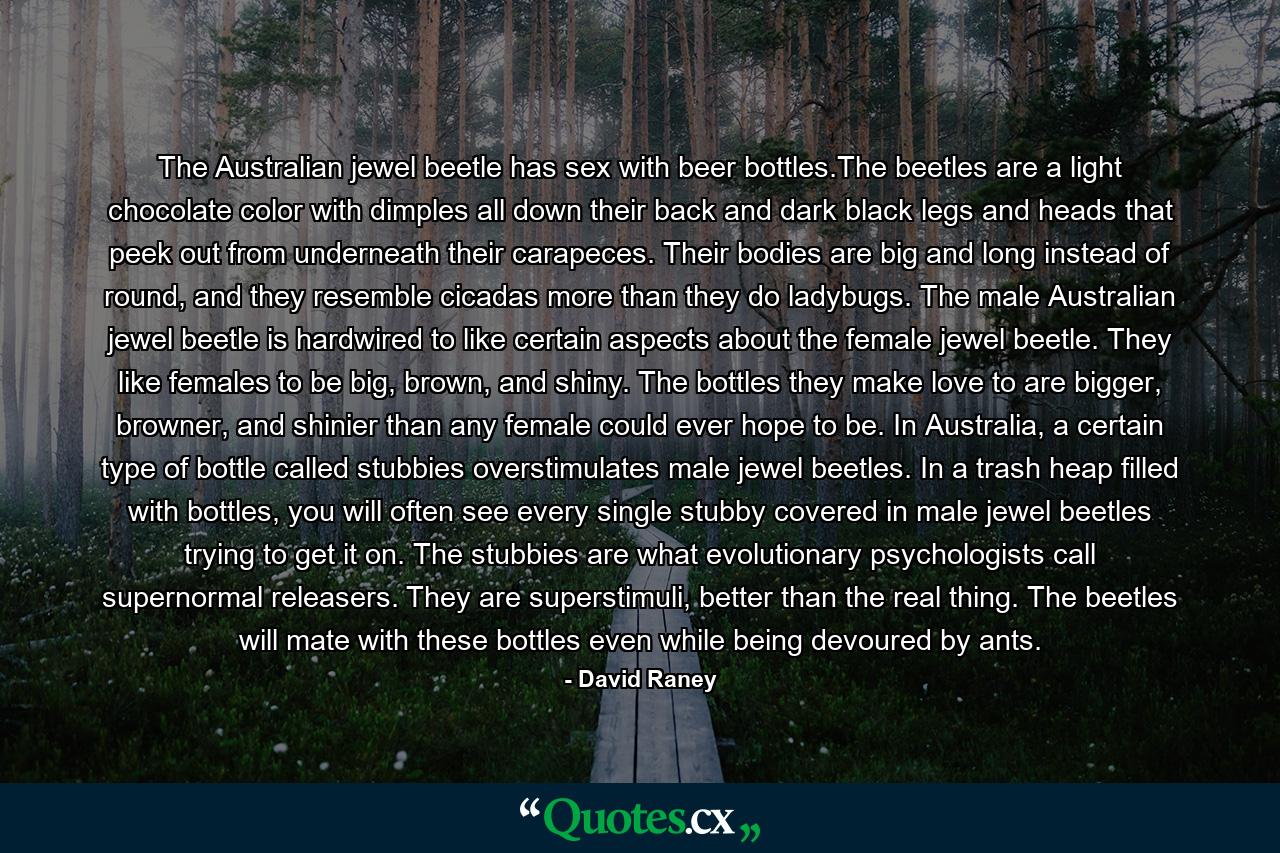 The Australian jewel beetle has sex with beer bottles.The beetles are a light chocolate color with dimples all down their back and dark black legs and heads that peek out from underneath their carapeces. Their bodies are big and long instead of round, and they resemble cicadas more than they do ladybugs. The male Australian jewel beetle is hardwired to like certain aspects about the female jewel beetle. They like females to be big, brown, and shiny. The bottles they make love to are bigger, browner, and shinier than any female could ever hope to be. In Australia, a certain type of bottle called stubbies overstimulates male jewel beetles. In a trash heap filled with bottles, you will often see every single stubby covered in male jewel beetles trying to get it on. The stubbies are what evolutionary psychologists call supernormal releasers. They are superstimuli, better than the real thing. The beetles will mate with these bottles even while being devoured by ants. - Quote by David Raney