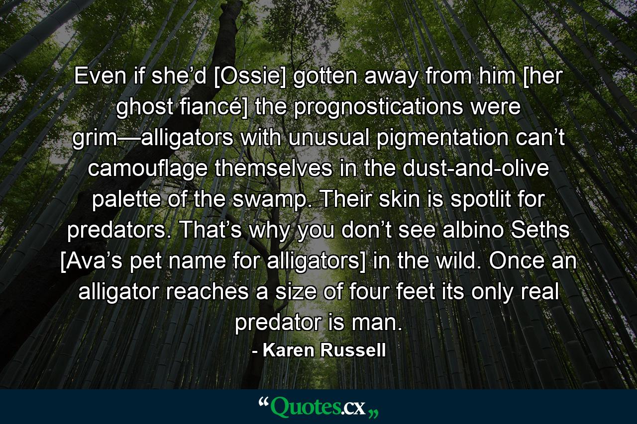 Even if she’d [Ossie] gotten away from him [her ghost fiancé] the prognostications were grim—alligators with unusual pigmentation can’t camouflage themselves in the dust-and-olive palette of the swamp. Their skin is spotlit for predators. That’s why you don’t see albino Seths [Ava’s pet name for alligators] in the wild. Once an alligator reaches a size of four feet its only real predator is man. - Quote by Karen Russell