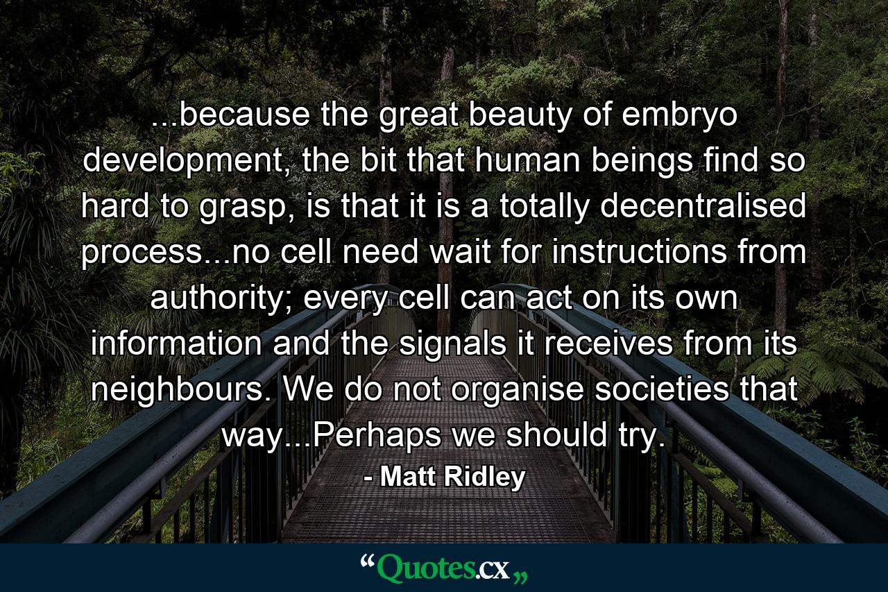 ...because the great beauty of embryo development, the bit that human beings find so hard to grasp, is that it is a totally decentralised process...no cell need wait for instructions from authority; every cell can act on its own information and the signals it receives from its neighbours. We do not organise societies that way...Perhaps we should try. - Quote by Matt Ridley