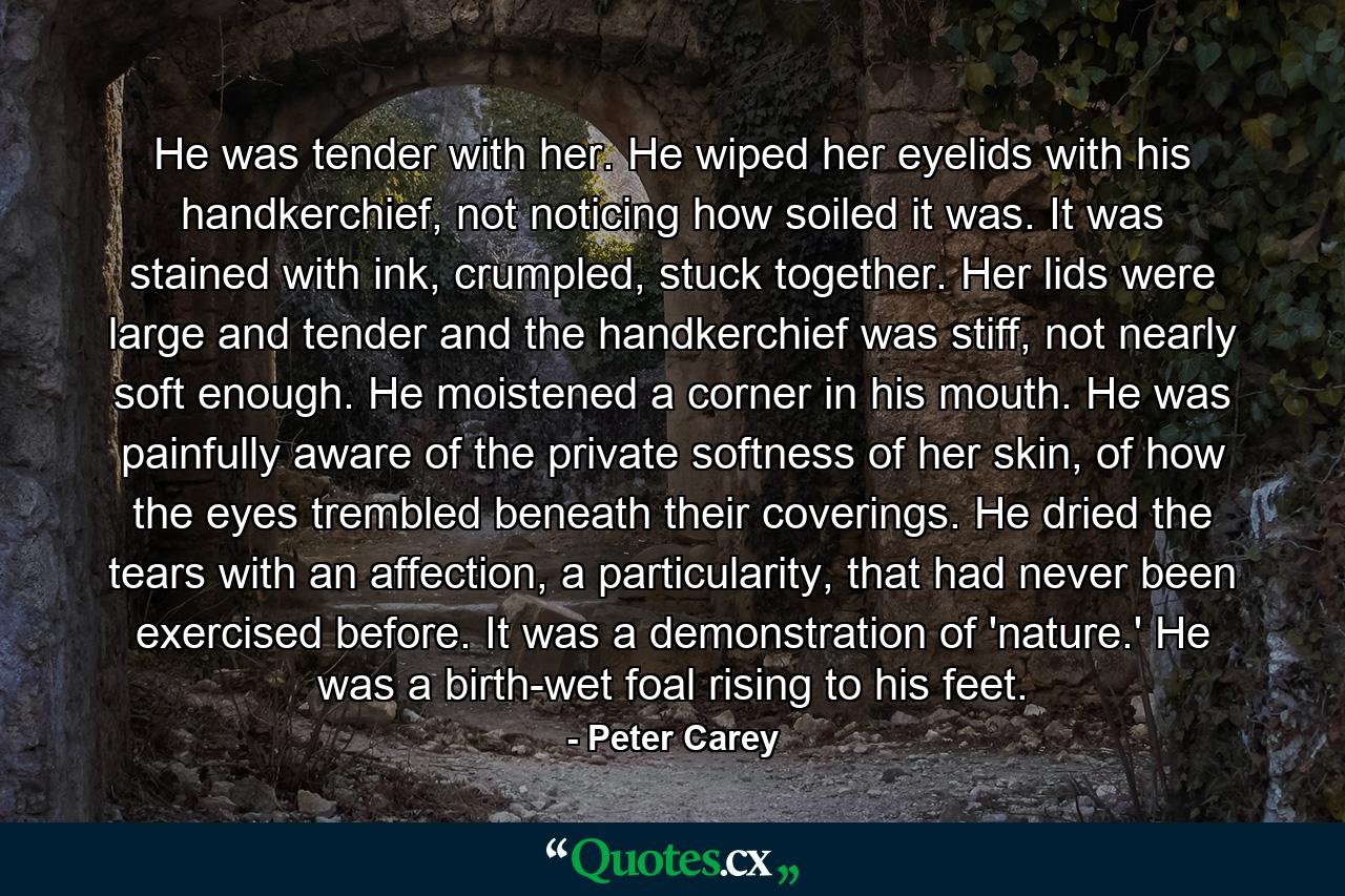 He was tender with her. He wiped her eyelids with his handkerchief, not noticing how soiled it was. It was stained with ink, crumpled, stuck together. Her lids were large and tender and the handkerchief was stiff, not nearly soft enough. He moistened a corner in his mouth. He was painfully aware of the private softness of her skin, of how the eyes trembled beneath their coverings. He dried the tears with an affection, a particularity, that had never been exercised before. It was a demonstration of 'nature.' He was a birth-wet foal rising to his feet. - Quote by Peter Carey