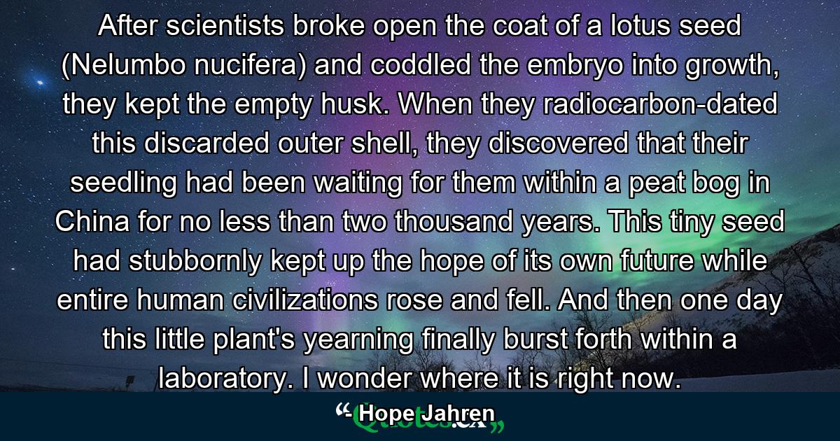 After scientists broke open the coat of a lotus seed (Nelumbo nucifera) and coddled the embryo into growth, they kept the empty husk. When they radiocarbon-dated this discarded outer shell, they discovered that their seedling had been waiting for them within a peat bog in China for no less than two thousand years. This tiny seed had stubbornly kept up the hope of its own future while entire human civilizations rose and fell. And then one day this little plant's yearning finally burst forth within a laboratory. I wonder where it is right now. - Quote by Hope Jahren