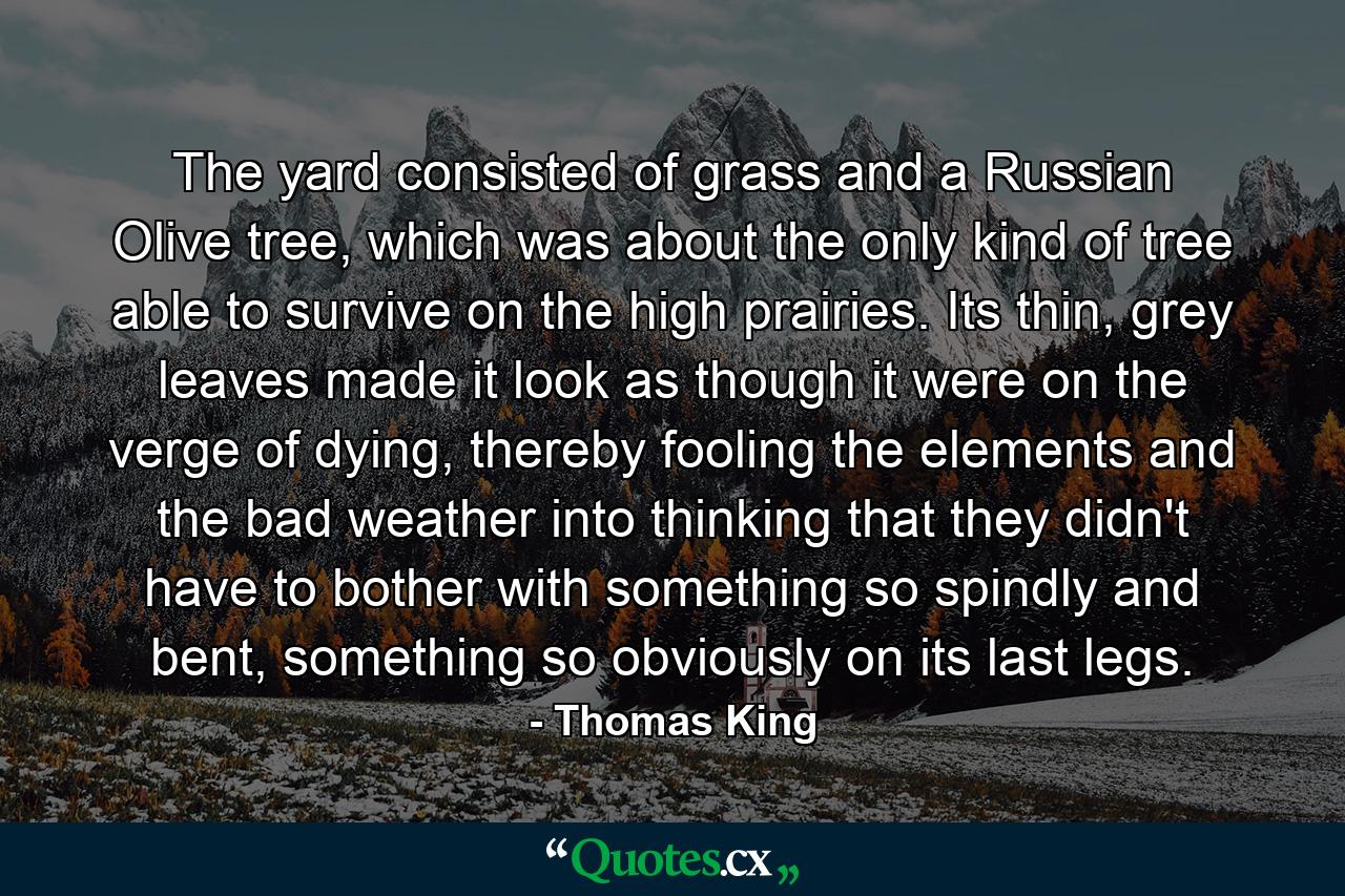 The yard consisted of grass and a Russian Olive tree, which was about the only kind of tree able to survive on the high prairies. Its thin, grey leaves made it look as though it were on the verge of dying, thereby fooling the elements and the bad weather into thinking that they didn't have to bother with something so spindly and bent, something so obviously on its last legs. - Quote by Thomas King