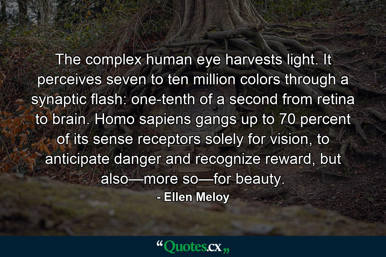 The complex human eye harvests light. It perceives seven to ten million colors through a synaptic flash: one-tenth of a second from retina to brain. Homo sapiens gangs up to 70 percent of its sense receptors solely for vision, to anticipate danger and recognize reward, but also—more so—for beauty. - Quote by Ellen Meloy