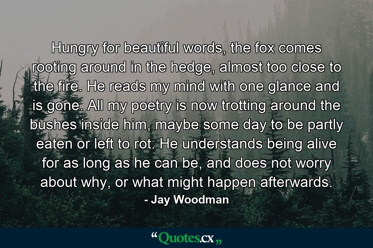 Hungry for beautiful words, the fox comes rooting around in the hedge, almost too close to the fire. He reads my mind with one glance and is gone. All my poetry is now trotting around the bushes inside him, maybe some day to be partly eaten or left to rot. He understands being alive for as long as he can be, and does not worry about why, or what might happen afterwards. - Quote by Jay Woodman