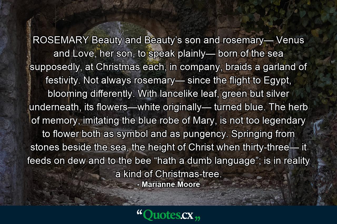 ROSEMARY Beauty and Beauty’s son and rosemary— Venus and Love, her son, to speak plainly— born of the sea supposedly, at Christmas each, in company, braids a garland of festivity. Not always rosemary— since the flight to Egypt, blooming differently. With lancelike leaf, green but silver underneath, its flowers—white originally— turned blue. The herb of memory, imitating the blue robe of Mary, is not too legendary to flower both as symbol and as pungency. Springing from stones beside the sea, the height of Christ when thirty-three— it feeds on dew and to the bee “hath a dumb language”; is in reality a kind of Christmas-tree. - Quote by Marianne Moore