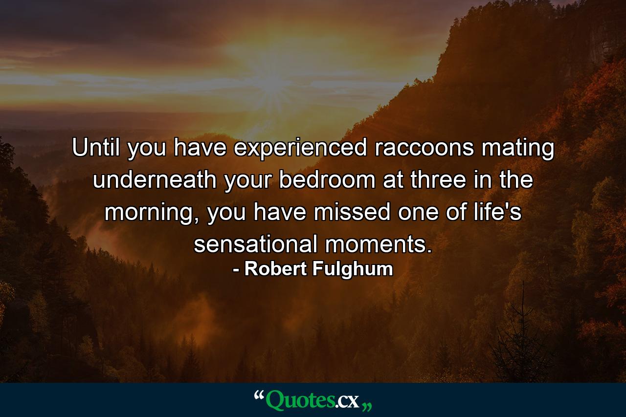 Until you have experienced raccoons mating underneath your bedroom at three in the morning, you have missed one of life's sensational moments. - Quote by Robert Fulghum