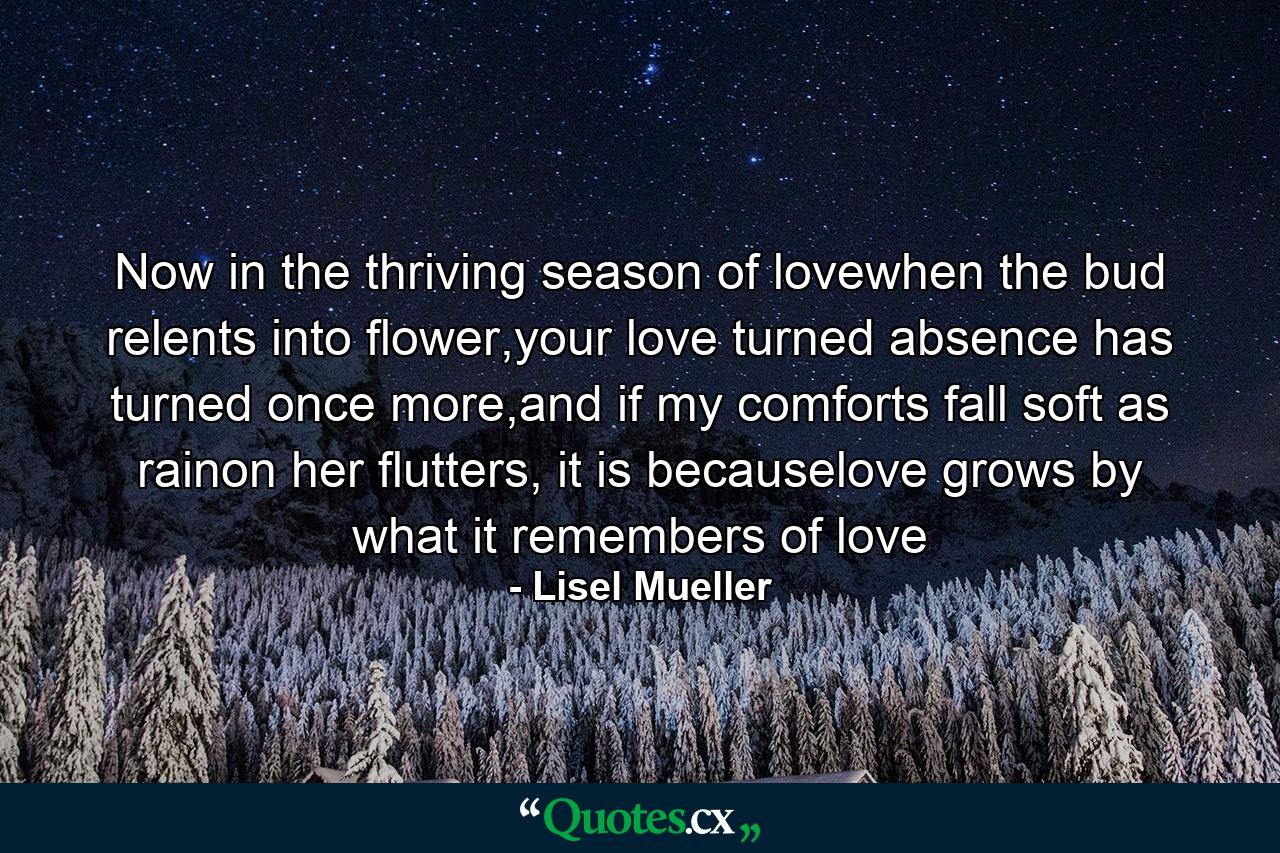 Now in the thriving season of lovewhen the bud relents into flower,your love turned absence has turned once more,and if my comforts fall soft as rainon her flutters, it is becauselove grows by what it remembers of love - Quote by Lisel Mueller