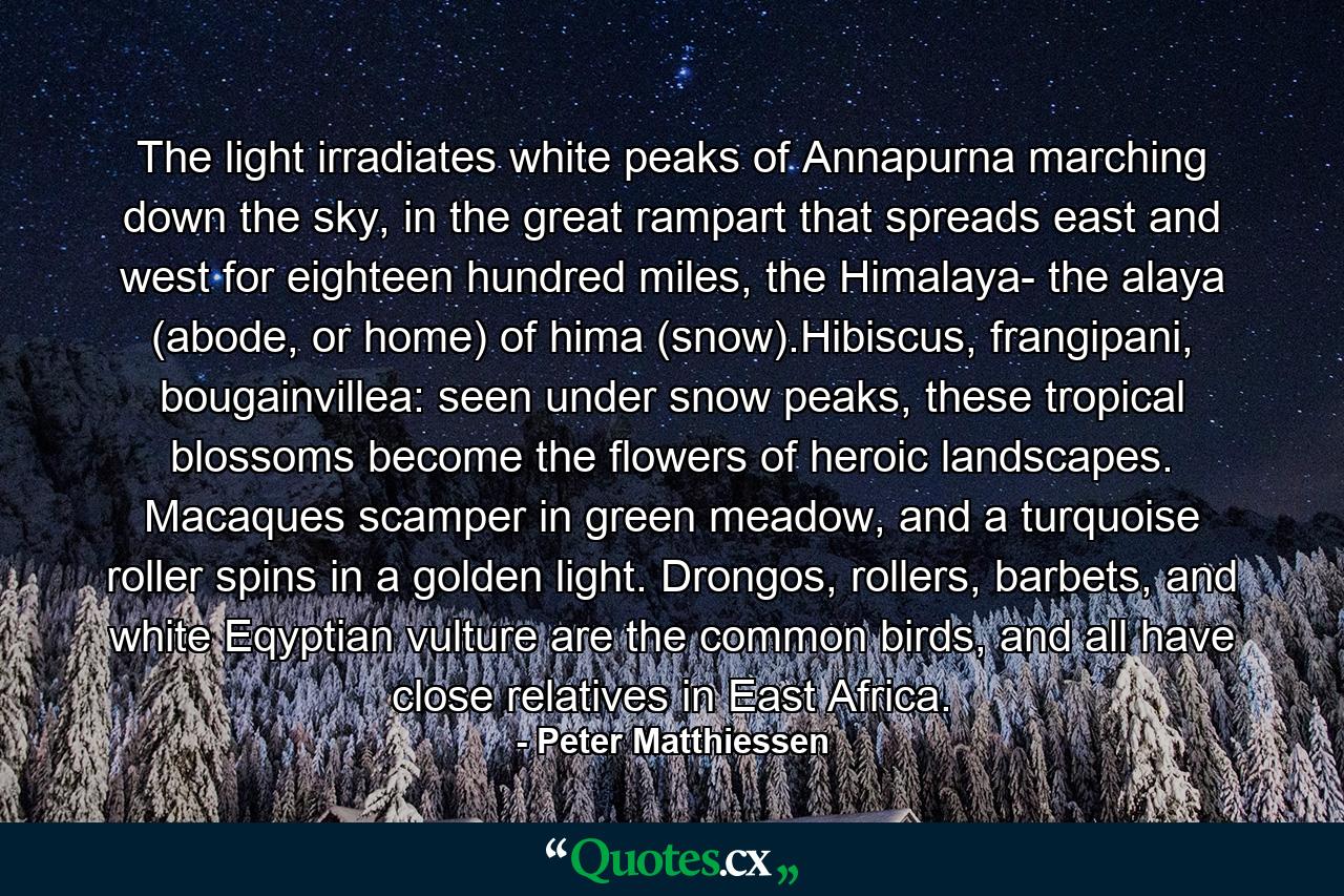 The light irradiates white peaks of Annapurna marching down the sky, in the great rampart that spreads east and west for eighteen hundred miles, the Himalaya- the alaya (abode, or home) of hima (snow).Hibiscus, frangipani, bougainvillea: seen under snow peaks, these tropical blossoms become the flowers of heroic landscapes. Macaques scamper in green meadow, and a turquoise roller spins in a golden light. Drongos, rollers, barbets, and white Eqyptian vulture are the common birds, and all have close relatives in East Africa. - Quote by Peter Matthiessen