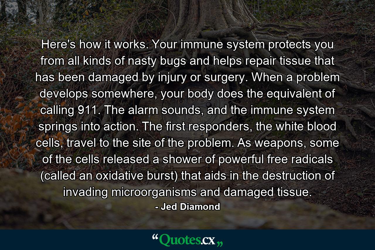 Here's how it works. Your immune system protects you from all kinds of nasty bugs and helps repair tissue that has been damaged by injury or surgery. When a problem develops somewhere, your body does the equivalent of calling 911. The alarm sounds, and the immune system springs into action. The first responders, the white blood cells, travel to the site of the problem. As weapons, some of the cells released a shower of powerful free radicals (called an oxidative burst) that aids in the destruction of invading microorganisms and damaged tissue. - Quote by Jed Diamond