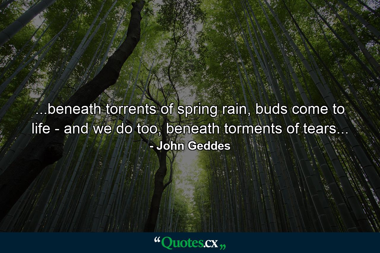 ...beneath torrents of spring rain, buds come to life - and we do too, beneath torments of tears... - Quote by John Geddes