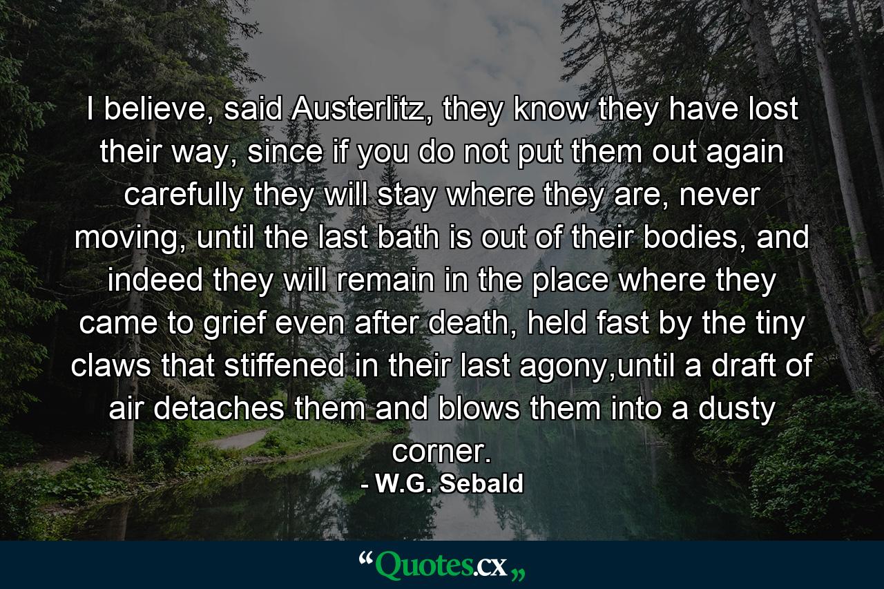 I believe, said Austerlitz, they know they have lost their way, since if you do not put them out again carefully they will stay where they are, never moving, until the last bath is out of their bodies, and indeed they will remain in the place where they came to grief even after death, held fast by the tiny claws that stiffened in their last agony,until a draft of air detaches them and blows them into a dusty corner. - Quote by W.G. Sebald