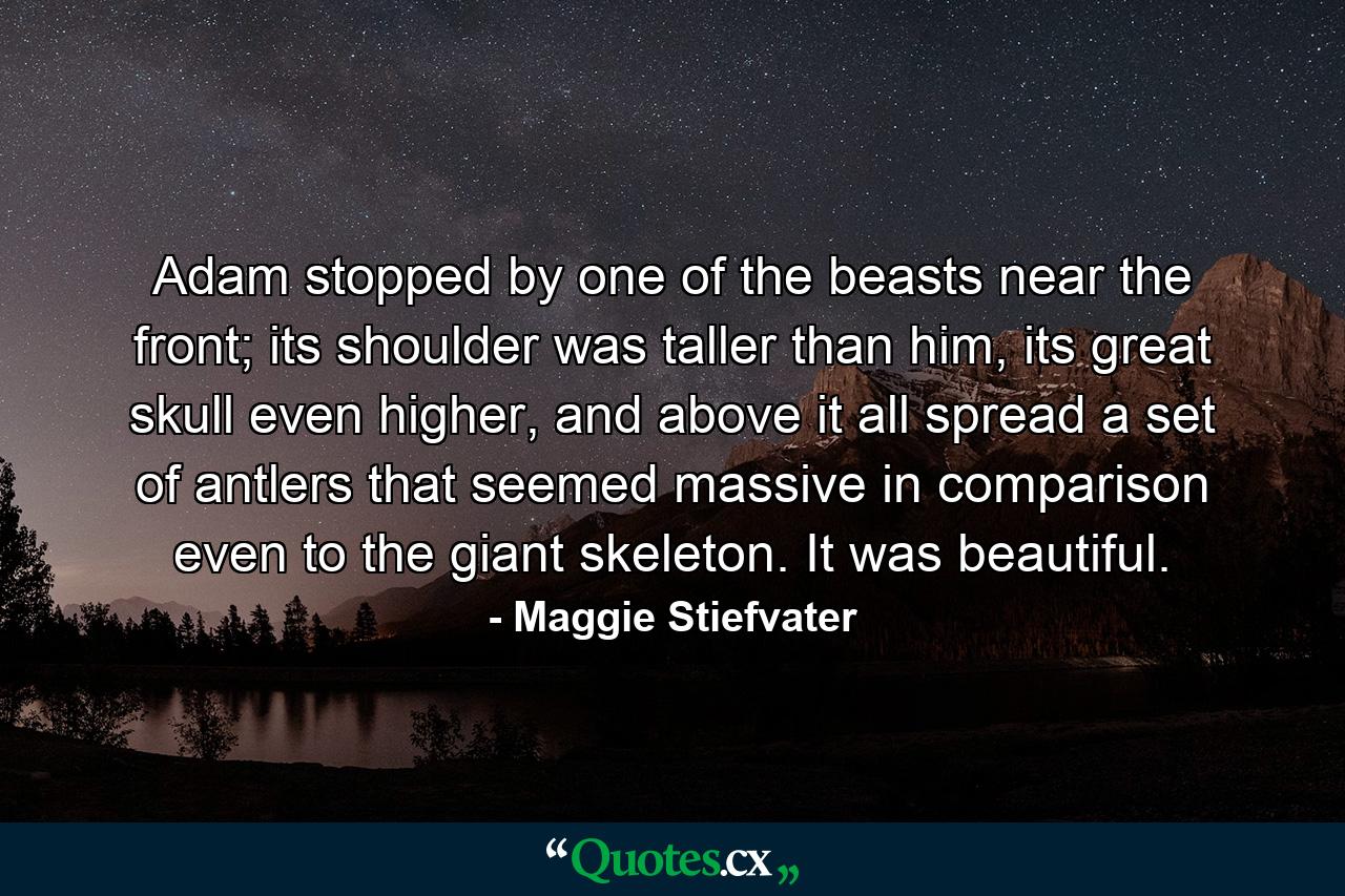 Adam stopped by one of the beasts near the front; its shoulder was taller than him, its great skull even higher, and above it all spread a set of antlers that seemed massive in comparison even to the giant skeleton. It was beautiful. - Quote by Maggie Stiefvater