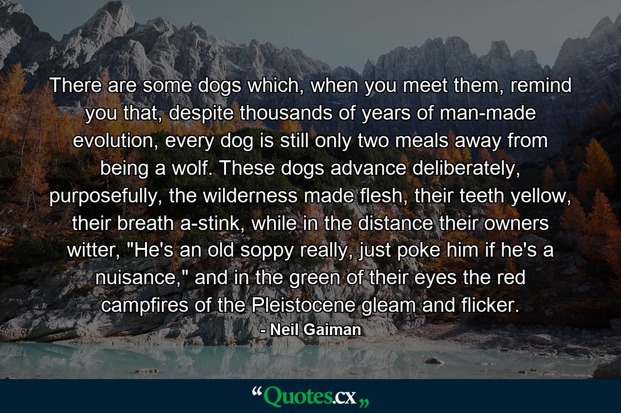 There are some dogs which, when you meet them, remind you that, despite thousands of years of man-made evolution, every dog is still only two meals away from being a wolf. These dogs advance deliberately, purposefully, the wilderness made flesh, their teeth yellow, their breath a-stink, while in the distance their owners witter, 