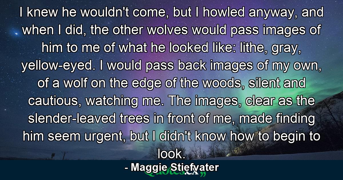 I knew he wouldn't come, but I howled anyway, and when I did, the other wolves would pass images of him to me of what he looked like: lithe, gray, yellow-eyed. I would pass back images of my own, of a wolf on the edge of the woods, silent and cautious, watching me. The images, clear as the slender-leaved trees in front of me, made finding him seem urgent, but I didn't know how to begin to look. - Quote by Maggie Stiefvater