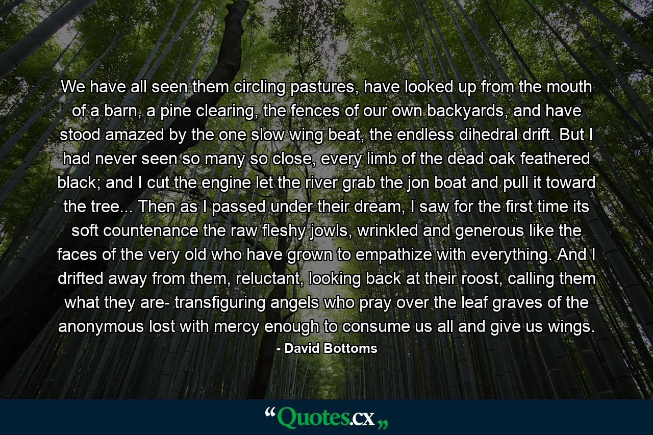 We have all seen them circling pastures, have looked up from the mouth of a barn, a pine clearing, the fences of our own backyards, and have stood amazed by the one slow wing beat, the endless dihedral drift. But I had never seen so many so close, every limb of the dead oak feathered black; and I cut the engine let the river grab the jon boat and pull it toward the tree... Then as I passed under their dream, I saw for the first time its soft countenance the raw fleshy jowls, wrinkled and generous like the faces of the very old who have grown to empathize with everything. And I drifted away from them, reluctant, looking back at their roost, calling them what they are- transfiguring angels who pray over the leaf graves of the anonymous lost with mercy enough to consume us all and give us wings. - Quote by David Bottoms