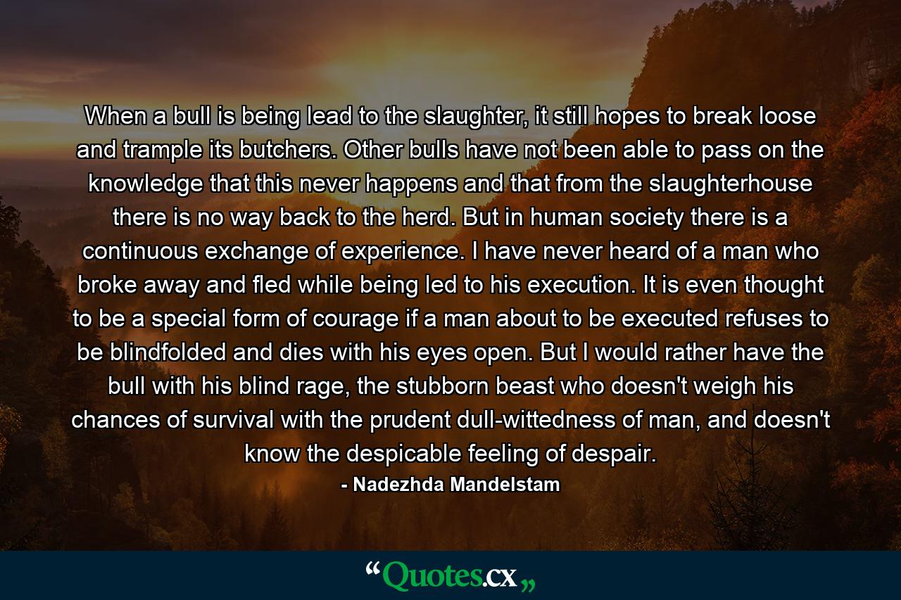 When a bull is being lead to the slaughter, it still hopes to break loose and trample its butchers. Other bulls have not been able to pass on the knowledge that this never happens and that from the slaughterhouse there is no way back to the herd. But in human society there is a continuous exchange of experience. I have never heard of a man who broke away and fled while being led to his execution. It is even thought to be a special form of courage if a man about to be executed refuses to be blindfolded and dies with his eyes open. But I would rather have the bull with his blind rage, the stubborn beast who doesn't weigh his chances of survival with the prudent dull-wittedness of man, and doesn't know the despicable feeling of despair. - Quote by Nadezhda Mandelstam