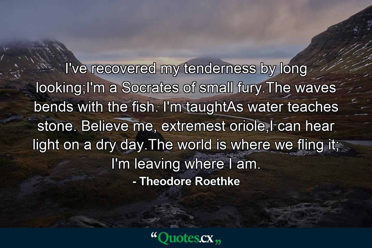 I've recovered my tenderness by long looking;I'm a Socrates of small fury.The waves bends with the fish. I'm taughtAs water teaches stone. Believe me, extremest oriole,I can hear light on a dry day.The world is where we fling it; I'm leaving where I am. - Quote by Theodore Roethke