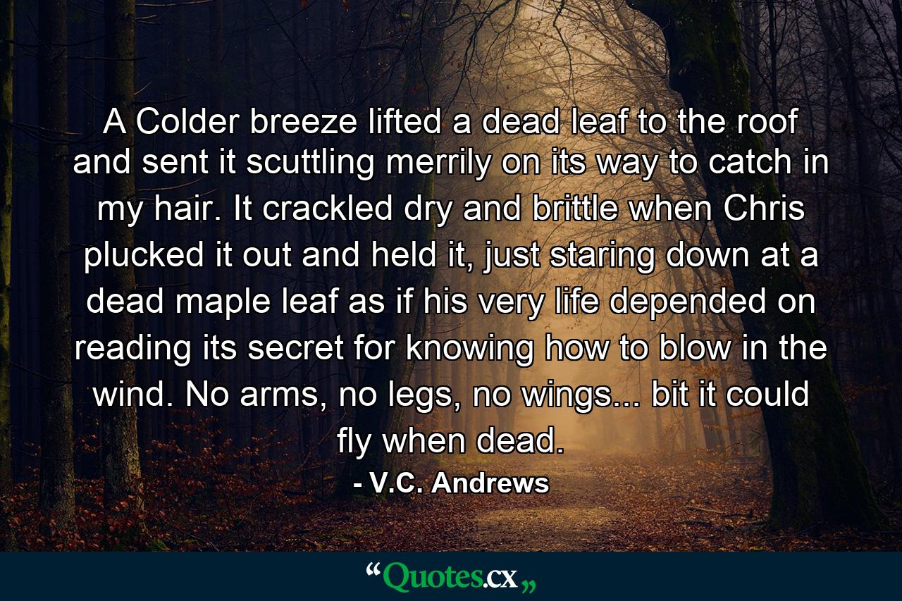 A Colder breeze lifted a dead leaf to the roof and sent it scuttling merrily on its way to catch in my hair. It crackled dry and brittle when Chris plucked it out and held it, just staring down at a dead maple leaf as if his very life depended on reading its secret for knowing how to blow in the wind. No arms, no legs, no wings... bit it could fly when dead. - Quote by V.C. Andrews