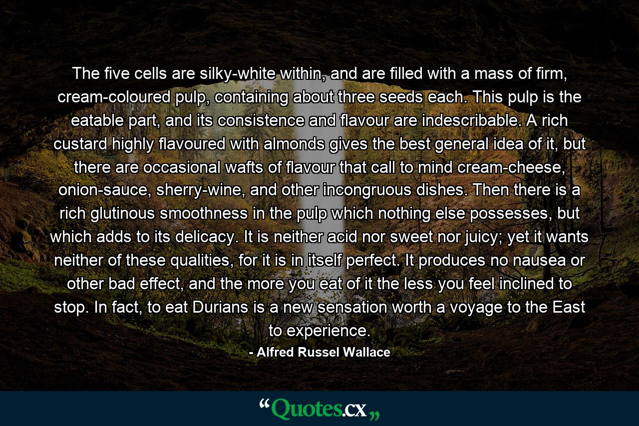 The five cells are silky-white within, and are filled with a mass of firm, cream-coloured pulp, containing about three seeds each. This pulp is the eatable part, and its consistence and flavour are indescribable. A rich custard highly flavoured with almonds gives the best general idea of it, but there are occasional wafts of flavour that call to mind cream-cheese, onion-sauce, sherry-wine, and other incongruous dishes. Then there is a rich glutinous smoothness in the pulp which nothing else possesses, but which adds to its delicacy. It is neither acid nor sweet nor juicy; yet it wants neither of these qualities, for it is in itself perfect. It produces no nausea or other bad effect, and the more you eat of it the less you feel inclined to stop. In fact, to eat Durians is a new sensation worth a voyage to the East to experience. - Quote by Alfred Russel Wallace