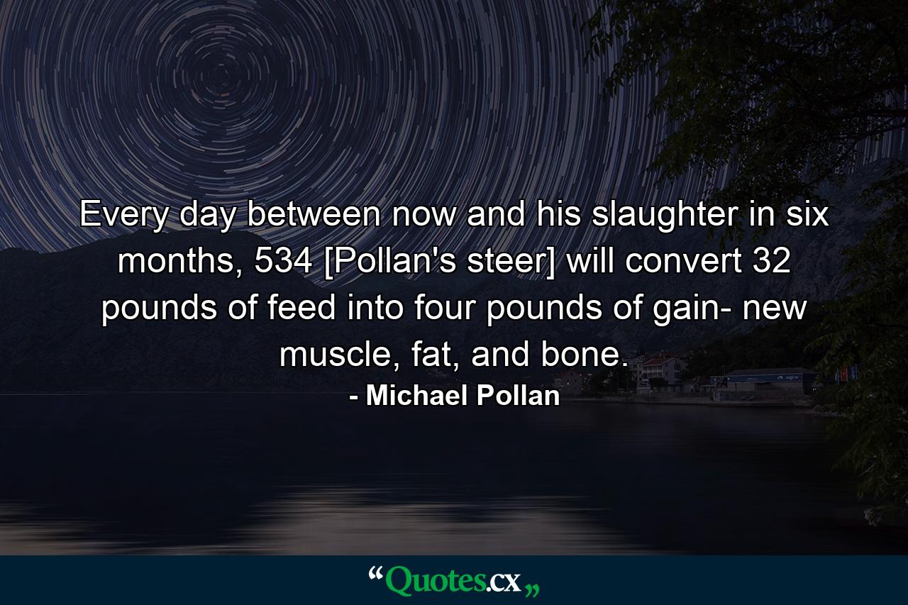 Every day between now and his slaughter in six months, 534 [Pollan's steer] will convert 32 pounds of feed into four pounds of gain- new muscle, fat, and bone. - Quote by Michael Pollan