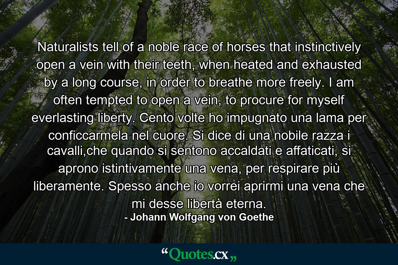 Naturalists tell of a noble race of horses that instinctively open a vein with their teeth, when heated and exhausted by a long course, in order to breathe more freely. I am often tempted to open a vein, to procure for myself everlasting liberty. Cento volte ho impugnato una lama per conficcarmela nel cuore. Si dice di una nobile razza i cavalli,che quando si sentono accaldati e affaticati, si aprono istintivamente una vena, per respirare più liberamente. Spesso anche io vorrei aprirmi una vena che mi desse libertà eterna. - Quote by Johann Wolfgang von Goethe