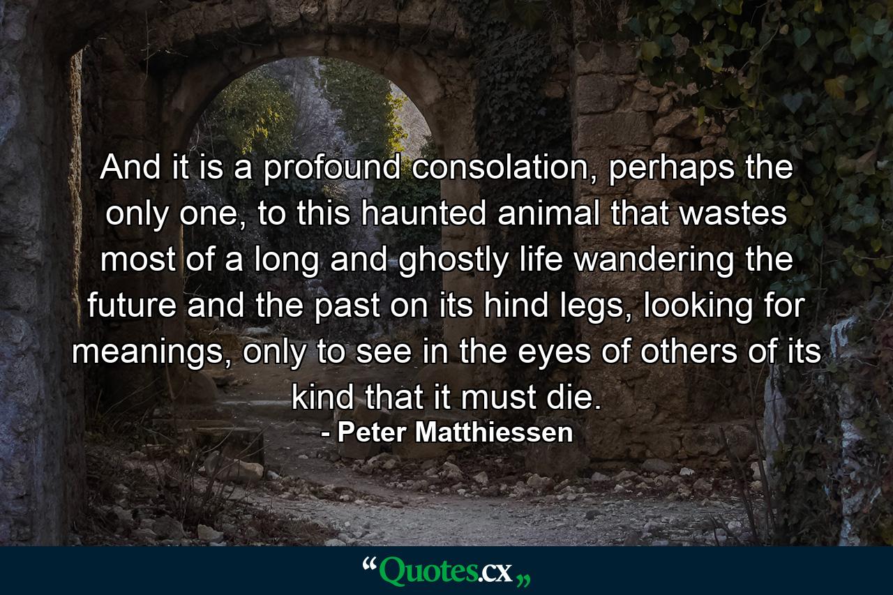 And it is a profound consolation, perhaps the only one, to this haunted animal that wastes most of a long and ghostly life wandering the future and the past on its hind legs, looking for meanings, only to see in the eyes of others of its kind that it must die. - Quote by Peter Matthiessen