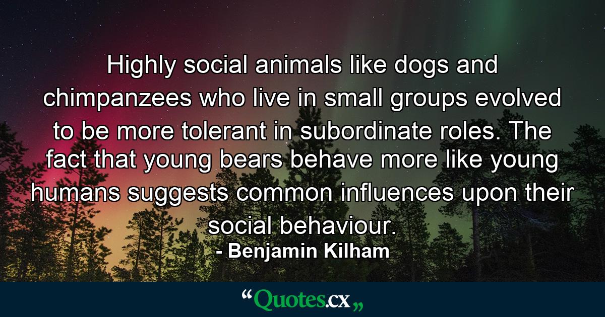 Highly social animals like dogs and chimpanzees who live in small groups evolved to be more tolerant in subordinate roles. The fact that young bears behave more like young humans suggests common influences upon their social behaviour. - Quote by Benjamin Kilham